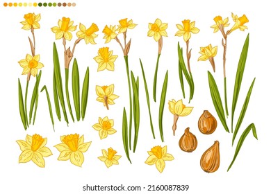 Flowers Spring vector line drawing. Daffodils line drawn on a white background. Sketch color line. svg