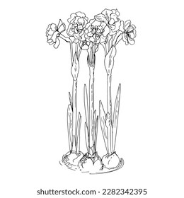 Flowers Spring vector line drawing. Daffodils line drawn on a white background. Sketch line.