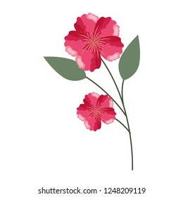 flowers stem botanical on white background