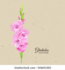 Flowers - Summer background with pink gladiolus. Hand drawn vector illustration.