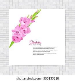 Flowers - Summer background with pink gladiolus. Hand drawn vector illustration.