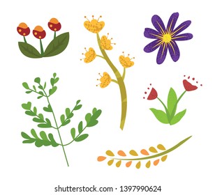 Flowers of summer vector, isolated set of flora with foliage and small leaves, branch and floral elements, decoration and blooming, flourishing blossom