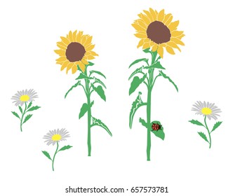 flowers sunflower Daisy ladybug plants
