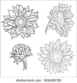 Flowers: sunflowers. Pattern. Coloring page.