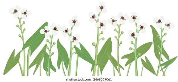 flowers of tansy and willowherb and sparrow birds, vector drawing wild plants , hand drawn natural illustration