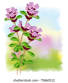 Flowers thyme. Vector illustration.