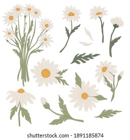 Flowers tied in bouquet, isolated icons of chamomile in blossom. Blooming flora with leaves and stem. Medicinal herb, natural and eco friendly growth. Floral decoration, vector in flat style