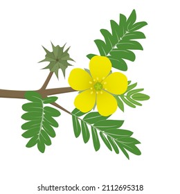 Flowers of tribulus terrestris, fetus and leaves . Medical plant. Vector illustration in cartoon style.