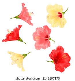 Flowers tropical plant  hibiscus red pink and yellow  on a white background  vintage vector illustration editable hand draw