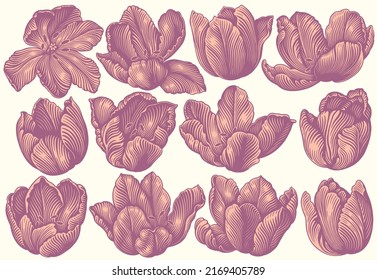 Flowers Tulips. Design set. Editable hand drawn illustration. Vector vintage engraving. 8 EPS
