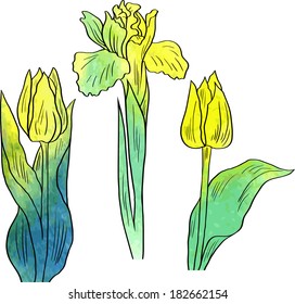 flowers of tulips and iris painted by watercolor, vector illustration