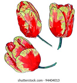 Flowers tulips  on a white background.
