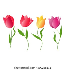 Flowers tulips. Vector illustration.