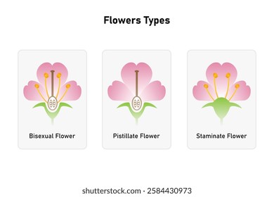 Flowers Types (Bisexual, Staminate and Pistillate) Science Design. Vector Illustration.