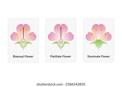 Flowers Types (Bisexual, Staminate and Pistillate) Science Design. Vector Illustration.