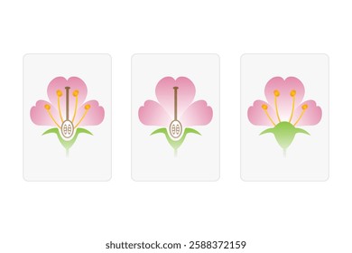 Flowers Types (Bisexual, Staminate and Pistillate) Science Design. Vector Illustration.