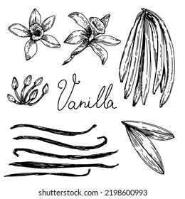 Flowers Of Vanilla With Leaves And Beans. Vanilla Orchid Plant, Graphic Line Art Image, Black And White Botanical Drawing. Hand Drawn Vector Illustration, Isolated On A White Background.