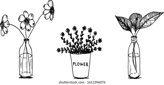 flowers in a vase freehand drawing, vector, graphic sketch, daisies