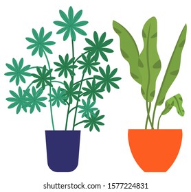 Flowers in vases, floral decor for home flat style flourishing on branches, plant with frondage, tender and elegant design, container interior. Isolated flowerpot with blooming plant . Vector in flat