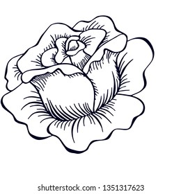 Flowers in vector