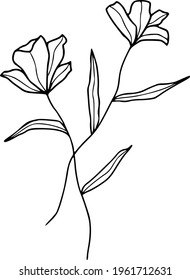 Blumen, Vektorschwarze Linie mit weißem Hintergrund, elegante Blumenklammer-Kunstdekoration, botanisches grafisches Kontur-Design-Element, schönes Blütenblatt mit Tulpenfloral 
