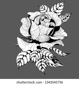 Flowers. Vector. A branch of roses with leaves, flowers and buds. Collage of flowers and leaves. Use printed materials, signs, items, websites, maps.
