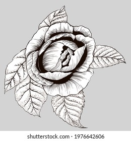 Flowers Vector. A branch of roses with leaves, flowers and buds. Collage of flowers and leaves on a on white background . Use printed materials, signs, items, websites, maps.