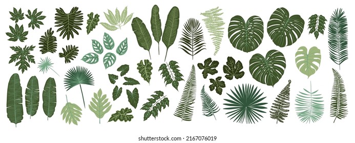 Flowers vector green leaves of tropical plants. Silhouettes on a white background. Ferns, monstera, palm trees