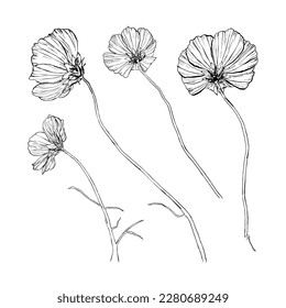 Flores vectoriales ilustraciones de línea dibujadas a mano. Se puede usar para diseños de tarjetas de felicitación, patrones, diseños naturales, volantes...