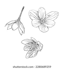 Blumen Vektorgrafik handgezeichnete Illustrationslinie kann für Grußkartendesigns, Muster, natürliche Designs, Flyer..