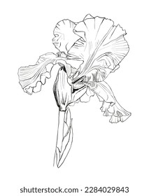 Flowers vector hand drawn illustration line art. Can be use for greeting cards designs, patterns, natural designs, flyers...