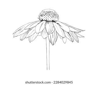Flowers vector hand drawn illustration line art. Can be use for greeting cards designs, patterns, natural designs, flyers...
