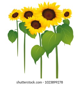 flowers. vector illustration