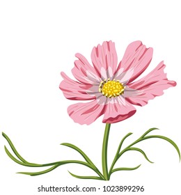 flowers. vector illustration
