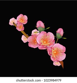 flowers. vector illustration