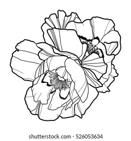 Flowers, vector illustration, abstract 