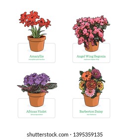 Flowers vector illustration. Amaryllis, Daisy, Violet and Begonia. House plants with pot colour drawing. Floral image with plant names in English and Latin.