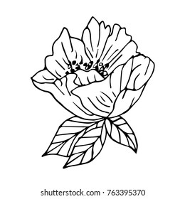 Flowers vector illustration. Doodle style. Design, print, logo, decor, textile, paper