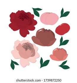 flowers vector illustration, flower icon, peony, flower bouquet, flower set, flower arrangement