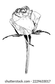 flowers vector texture，ink line art