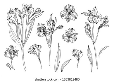 Flowers vector line drawing. Alstroemeria. Set of floral elements. Wedding decorations. 