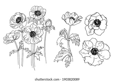 Blumen, Vektorgrafik. Anemone von einer schwarzen Linie auf weißem Hintergrund.