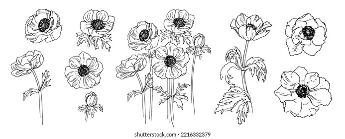 Flowers vector line drawing. Anemone drawn by a black line on a white background.