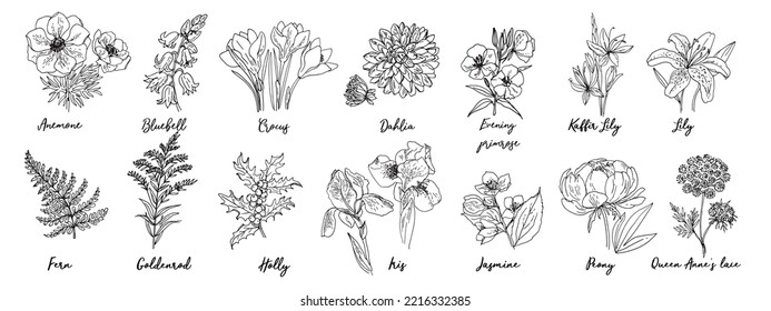 Flowers vector line drawing. Anemone drawn by a black line on a white background. Crocuses, fern, holly