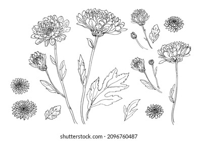 Flowers vector line drawing. Chrysanthemums drawn by a black line on a white background. 
