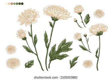 Flowers vector line drawing. Chrysanthemums drawn by a color on a white background. 