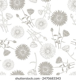 Flowers vector line drawing. Chrysanthemums drawn by a grey line on a white background.