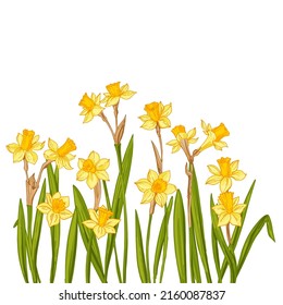 Flowers vector line drawing. Daffodils line drawn on a white background. Spring flowers. Sketch color line.