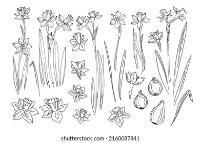 Flowers vector line drawing. Daffodils line drawn on a white background. Spring flowers. Sketch black line.