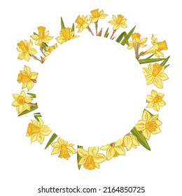 Flowers vector line drawing. Daffodils line drawn on a white background. Spring flowers. Sketch color line.